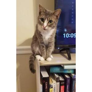 Lost Cat Lilith