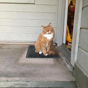 Lost Cat Mittens