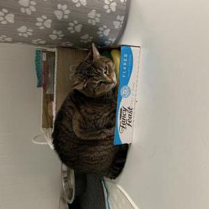 Lost Cat Ozzie