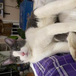 Found Cat Unknown