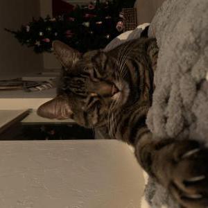 Lost Cat Murphy