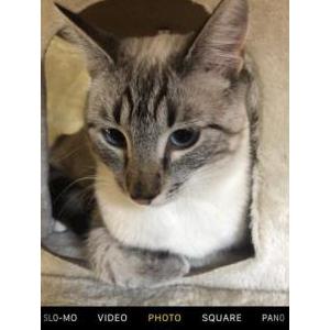Lost Cat Deana