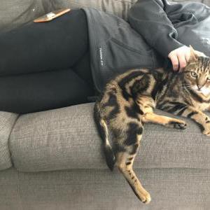 Lost Cat Thumper