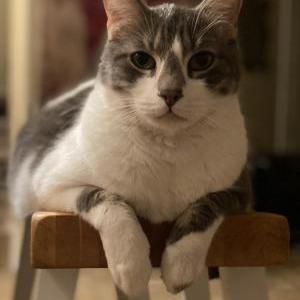 Lost Cat George