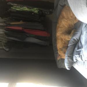 Lost Cat Bird