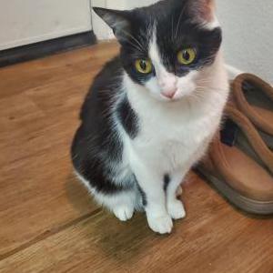 Lost Cat Oreo