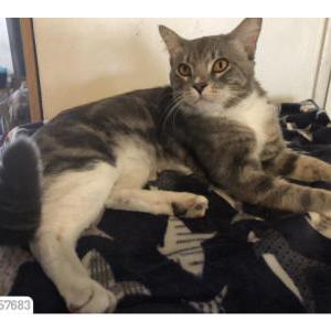 Lost Cat Finn
