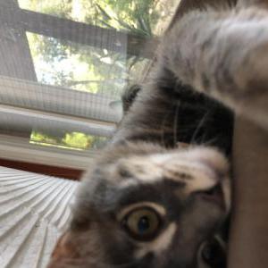 Lost Cat Mika
