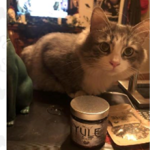 Lost Cat Birdie