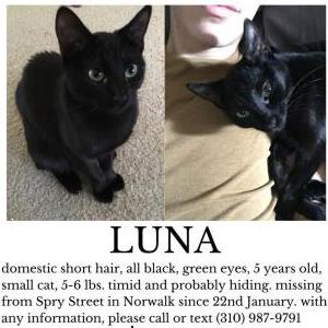 Lost Cat Luna