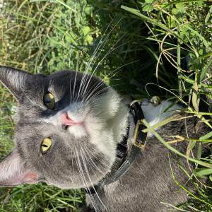 Lost Cat Lui