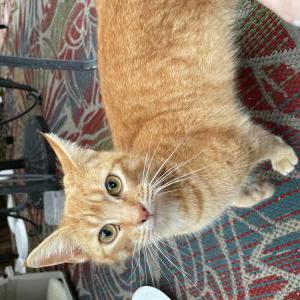 Found Cat Unknown