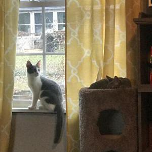 Lost Cat Vanilla
