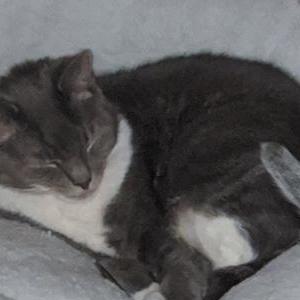 Lost Cat Stormie
