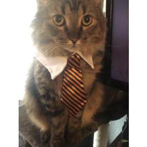 Lost Cat Rocket