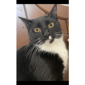 Lost Cat Banoo
