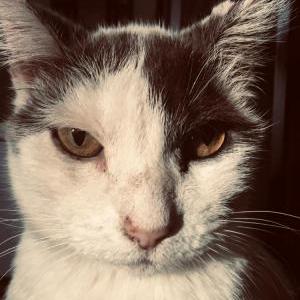 Lost Cat Mykonos