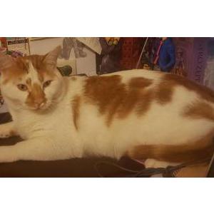 Lost Cat Daisy