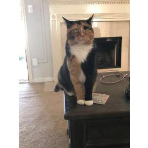 Lost Cat Butters