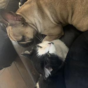 Lost Cat Simba