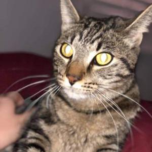 Lost Cat Lucifer
