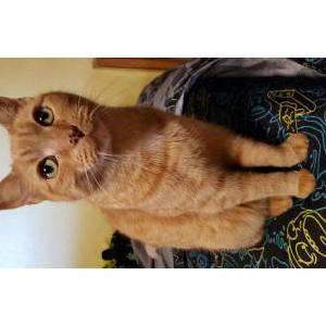Lost Cat Bruno