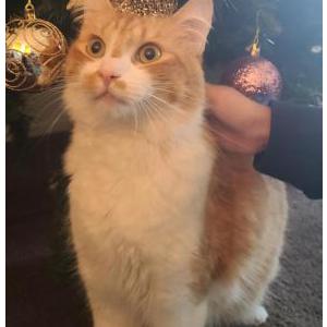 Lost Cat Butters