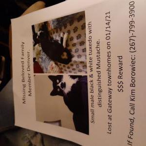 Lost Cat DENVER