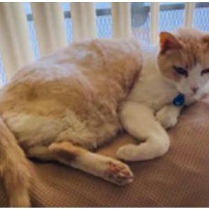 Lost Cat Wasalu Max