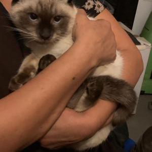 Found Cat Unknown