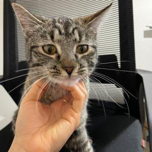 Found Cat Unknown