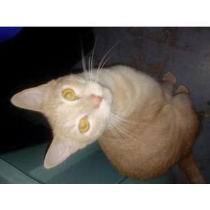 Lost Cat McCavity