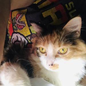 Lost Cat Ruby