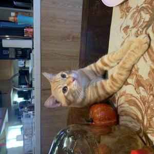 Lost Cat Jasper
