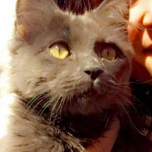 Lost Cat Beast
