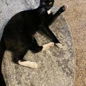 Lost Cat Brisket