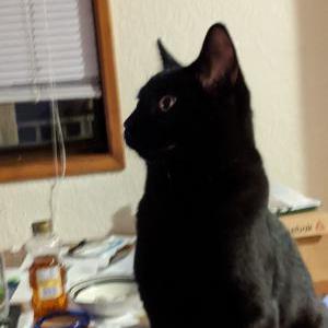 Lost Cat Waffles