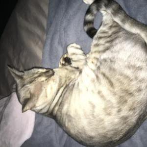 Lost Cat Blizzard