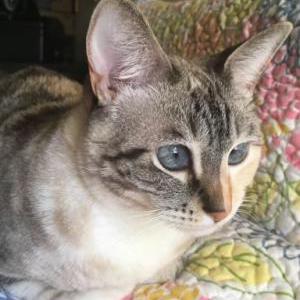 Lost Cat Jasmine