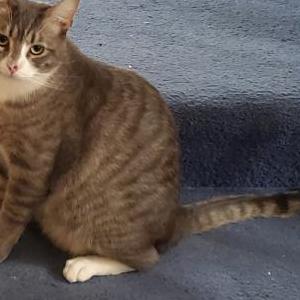 Lost Cat Tom