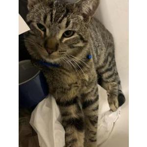 Lost Cat TOTO