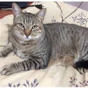 Lost Cat Tyler
