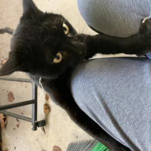 Found Cat Unknown