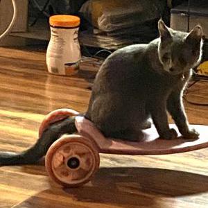 Lost Cat Static