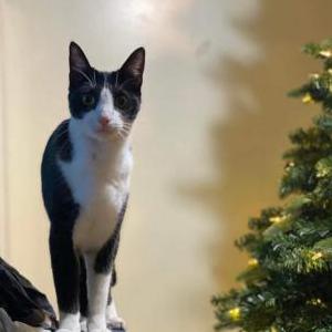 Lost Cat Finn
