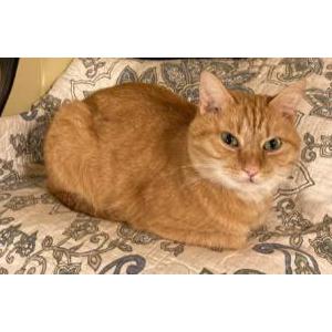 Lost Cat Potie