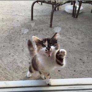 Lost Cat Calico