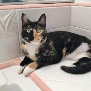 Lost Cat Triscuit