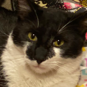 Lost Cat Mittens