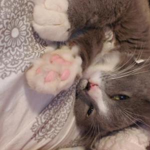 Lost Cat Ash
